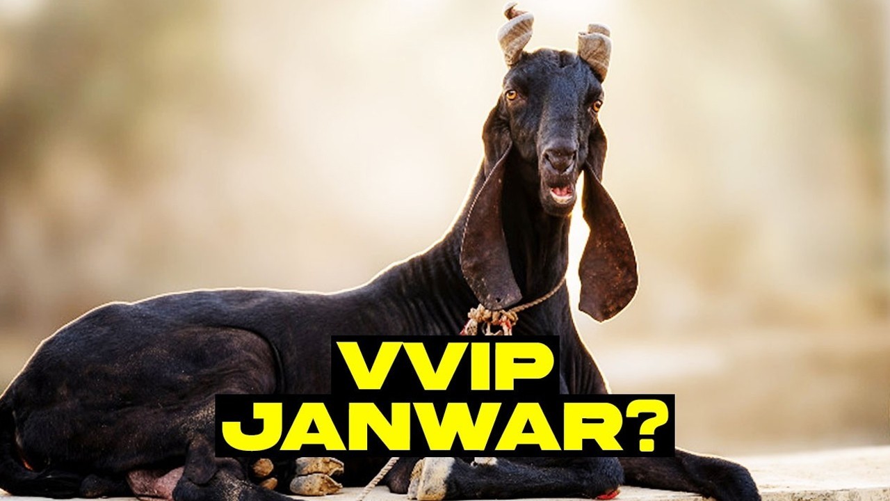 Qurbani Aik Ehsass: Man shares his passion of raising precious animals for sacrifice
