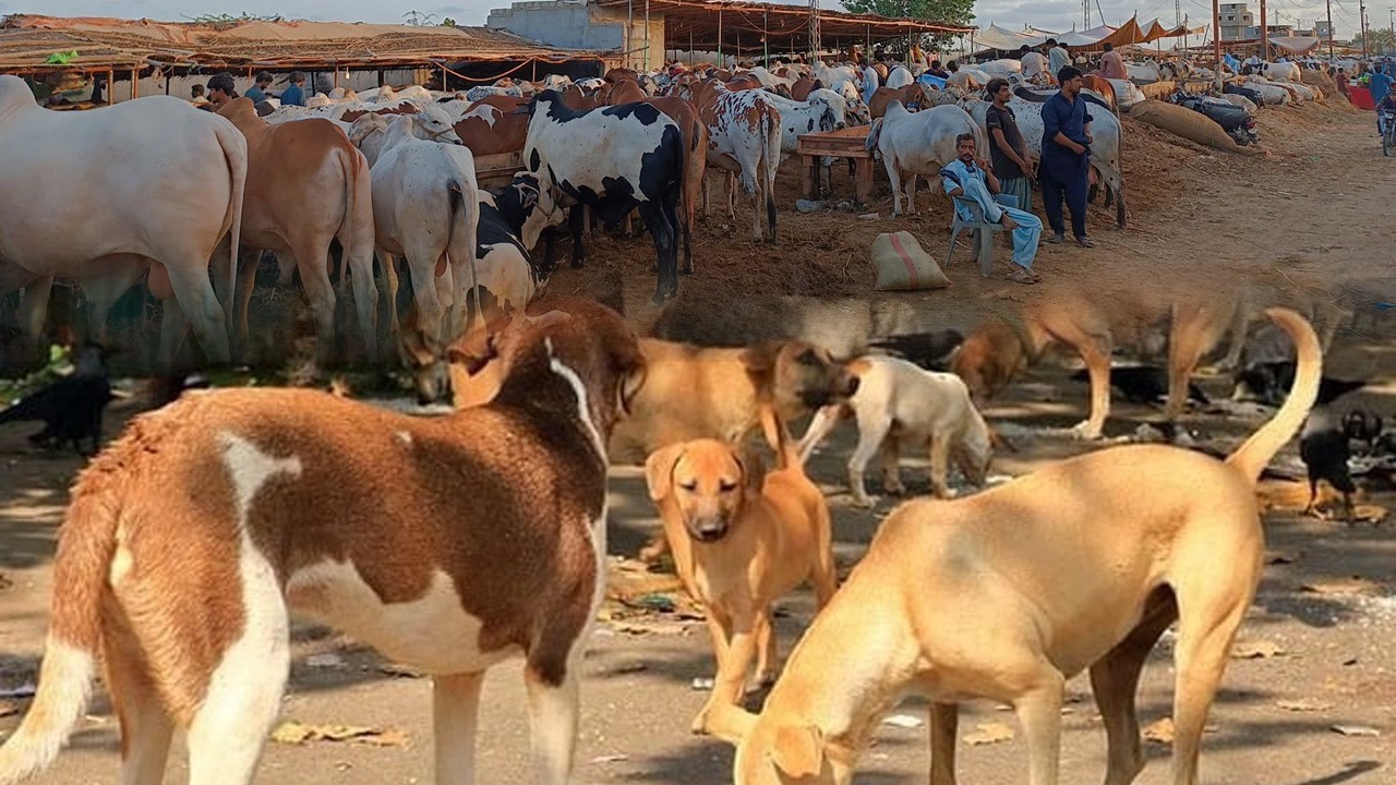 Sacrificial animal dies after being attacked by stray dogs in Karachi