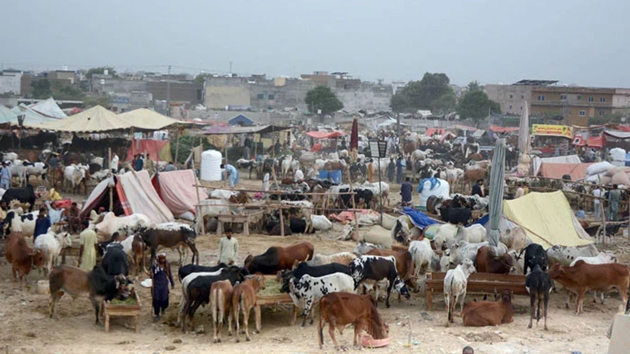 'Qurbani Tax' sparks uproar at Bhatta Market  feature
