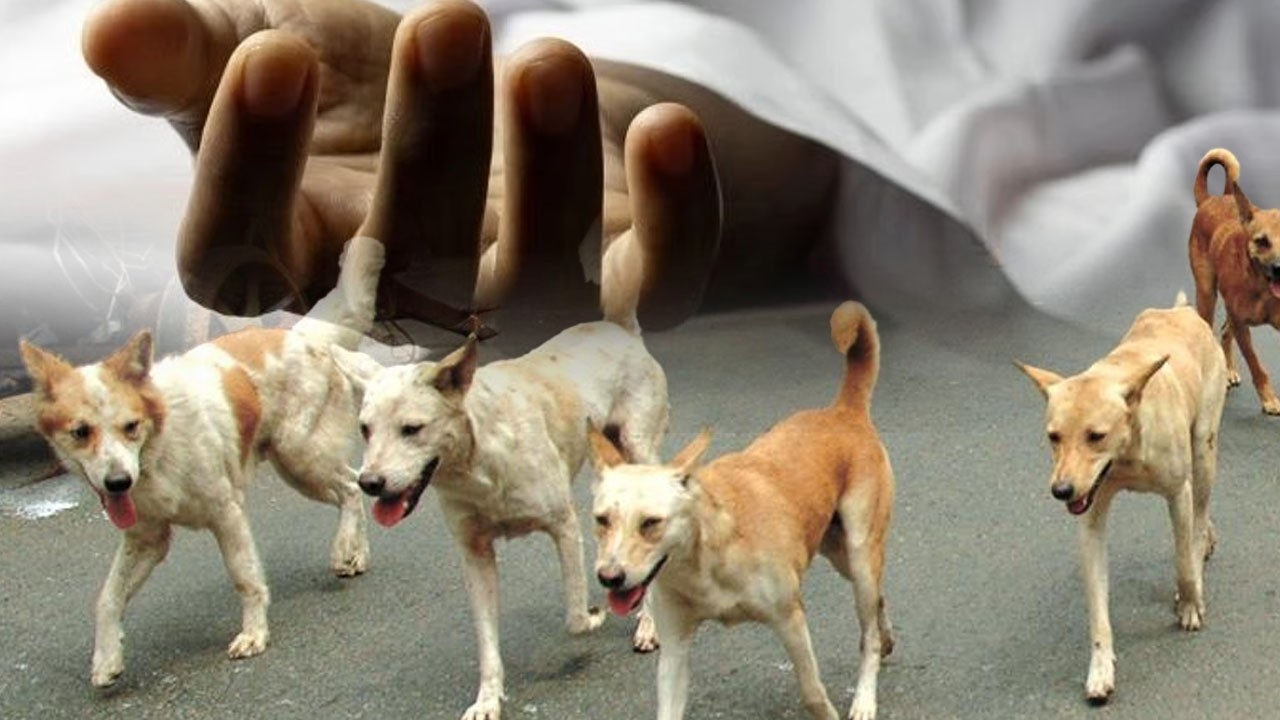 Teenage boy dies of rabies despite receiving vaccine after dog bite in Karachi