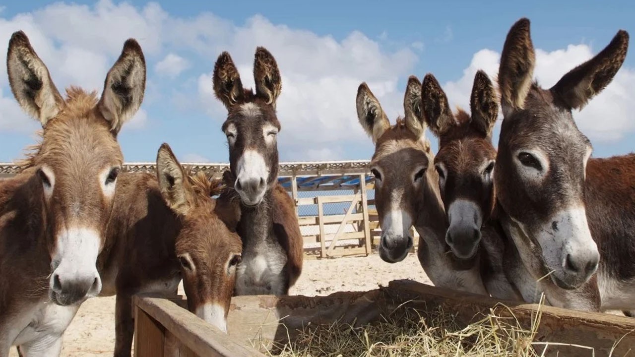 Pakistan’s donkey population rises to 6.16 million