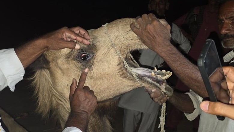 Two arrested as brutally tortured camel recovers in Tharparkar