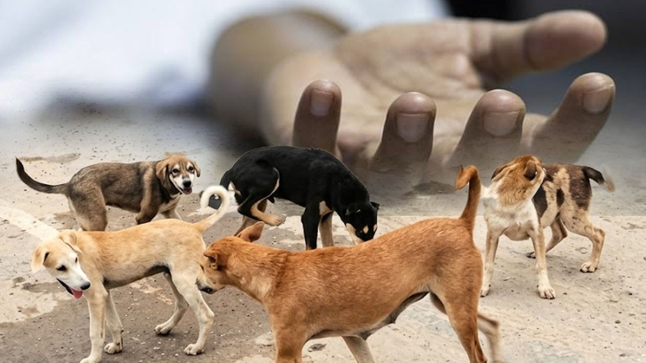 Man dies of rabies after being bitten by dog in Larkana