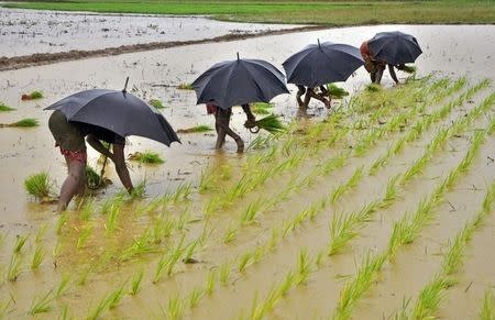 'Uncertain monsoon threatens agriculture'
