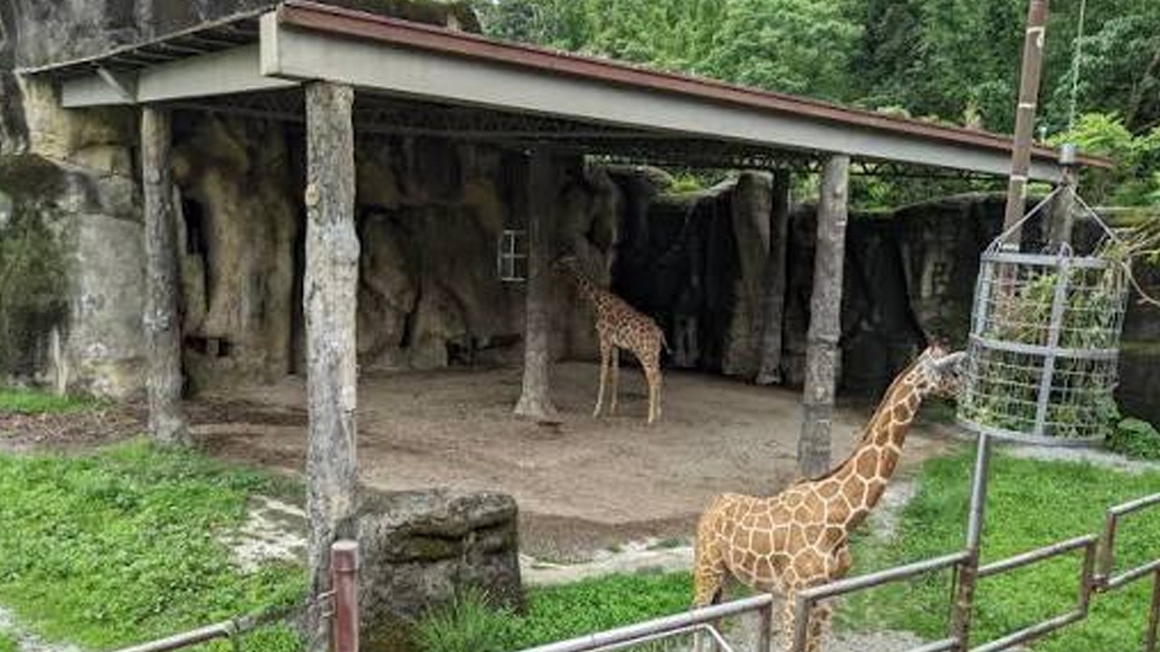 Water, shade for zoo animals ordered