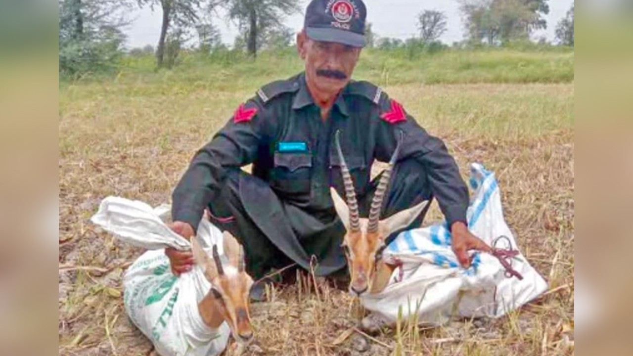 Two rare deer recovered from smugglers in Khairpur