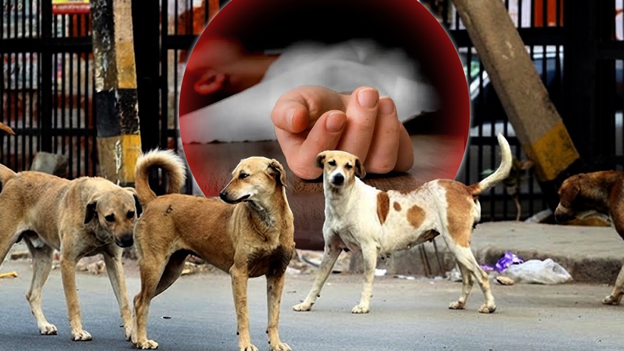 4-year-old boy dies of rabies after stray dog bite in Lahore