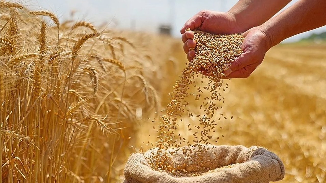 Govt decides to import 1 million tonnes of wheat