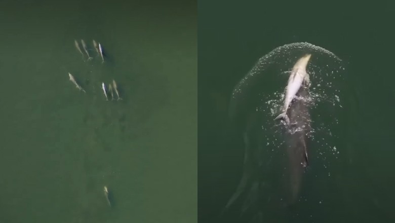 Heartbreaking video shows Dolphin carrying dead calf