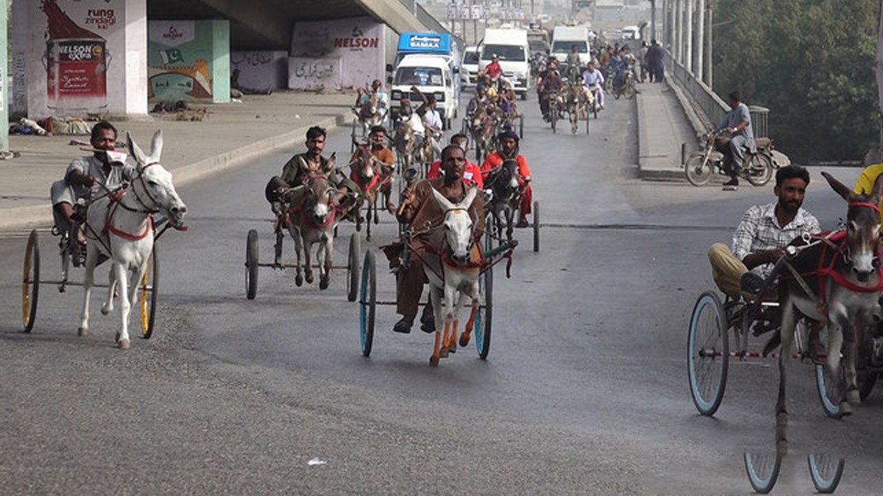 Donkey cart race held in Karachi to mark Independence Day