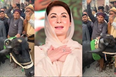 لیگی کارکنان کا مریم نواز کو بھینس کا تحفہ، ویڈیو وائرل