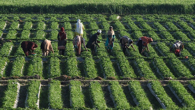 سندھ کی 52 ہزار ایکڑ زمین کاشتکاری کیلیے پاک فوج کی نجی کمپنی کے حوالے