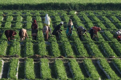 سندھ کی 52 ہزار ایکڑ زمین کاشتکاری کیلیے پاک  فوج کی نجی کمپنی کے حوالے