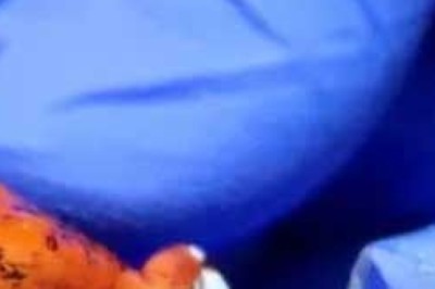 بیگ سے تین کروڑ سے زائد مالیت کے  مینڈک برآمد ہونے پر خاتون ایئرپورٹ سے گرفتار