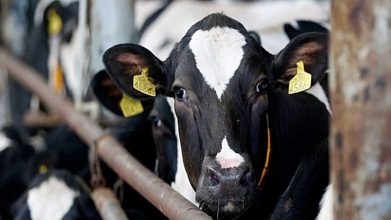 کراچی میں انوکھی واردات، ڈاکو کروڑوں روپے کی 94 بھینسیں اور گائے چھین کر لے گئے