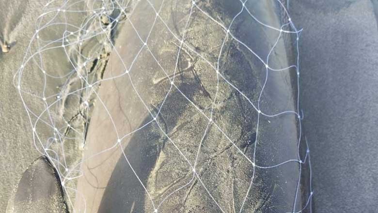 گوادر کے ساحل پر نایاب آبی مخلوق مردہ حالت میں برآمد