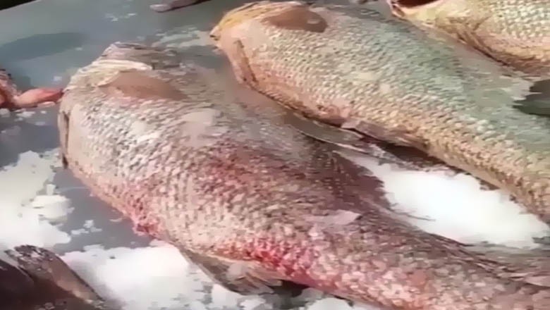 ماہی گیروں نے کروڑوں مالیت کی گولڈن سوا مچھلی شکارکرلی