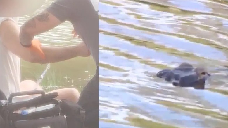 مچھلی کے شکار میں مصروف ماہی گیر کے دونوں ہاتھ مگرمچھ نے چبا ڈالے