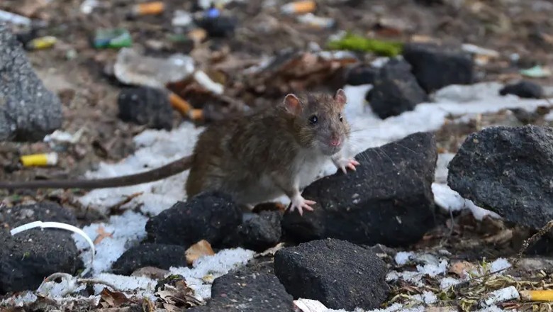 امریکا میں چوہے چرس اور بھنگ کے عادی ہوگئے