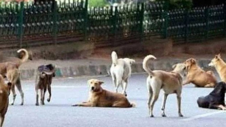 آوارہ کتوں نے 8 سالہ بچی کے جسم کو نوچ نوچ کر مار ڈالا