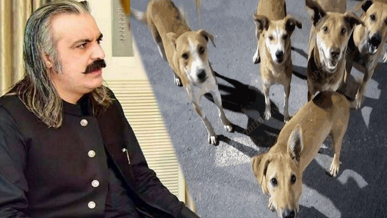 وزیراعلی گنڈا پور کا کتوں کو غیر انسانی طریقے سے مارنے کا نوٹس، متبادل پالیسی لانے کی ہدایت