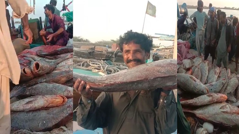 کراچی کے ماہی گیروں پر قدرت مہربان، ایک ارب روپے کی نایاب مچھلی ہاتھ لگ گئی
