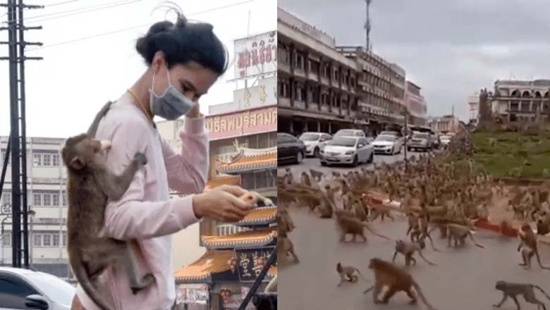 تھائی لینڈ میں بندروں کی یلغار نے شہر پر قبضہ کرلیا