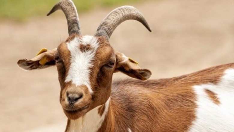 بکریوں کی آبادی روکنے کے لیے حکومت کا عجیب و غریب فیصلہ