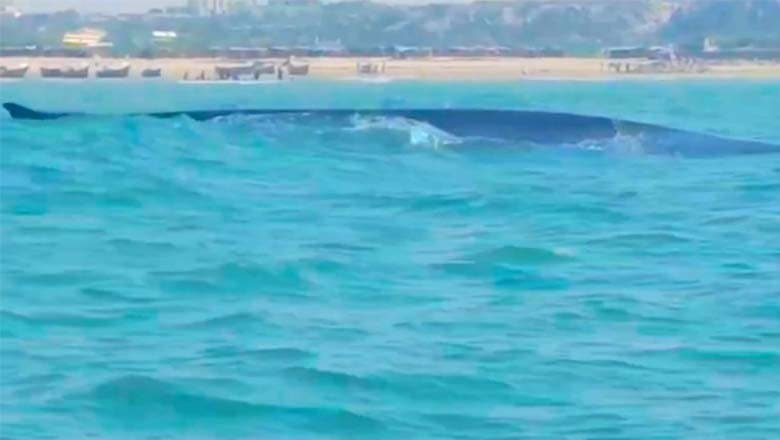 گڈانی ساحل کے قریب سمندرمیں نایاب نسل کی دیوہیکل بلیووہیل نمودار