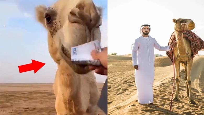 سعودی شہری نے اونٹ کو 500 ریال کا نوٹ بطور عیدی کھلا دیا