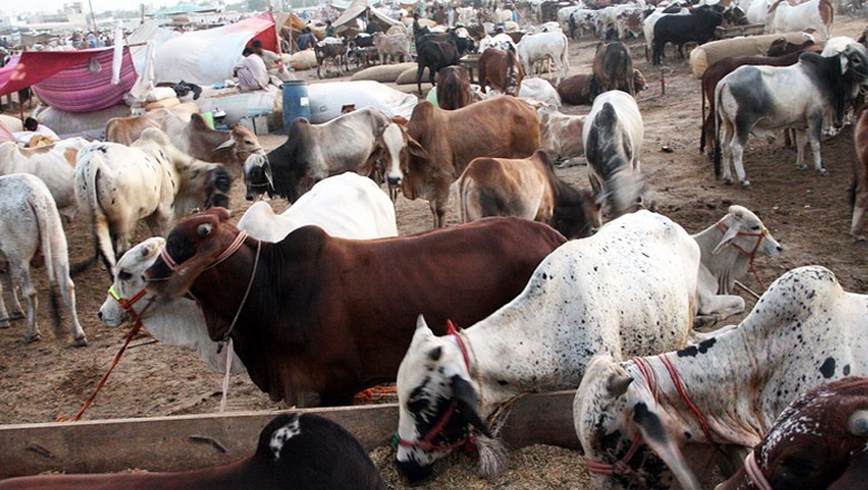 کراچی میں ایشیا کی سب سے بڑی مویشی منڈی کے حوالے سے خبر