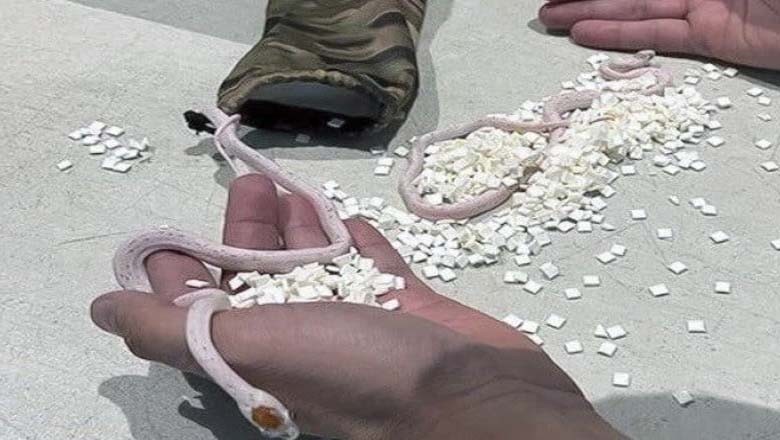 جہاز میں مسافر کی پینٹ سے 2 سانپ برآمد