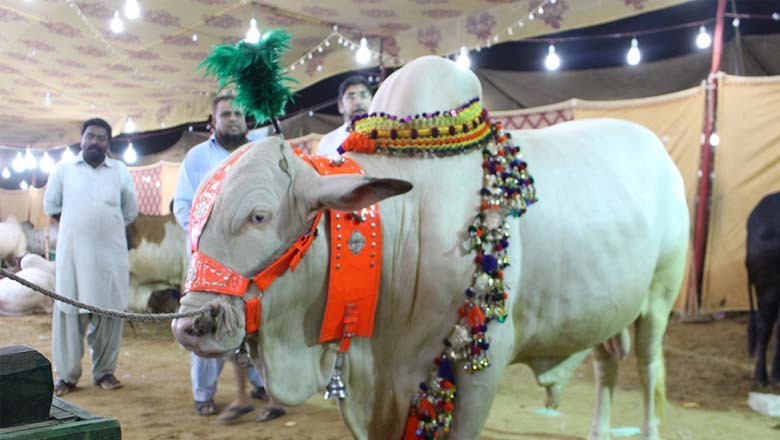 کراچی کی سب سے بڑی مویشی منڈی میں گہما گہمی شروع