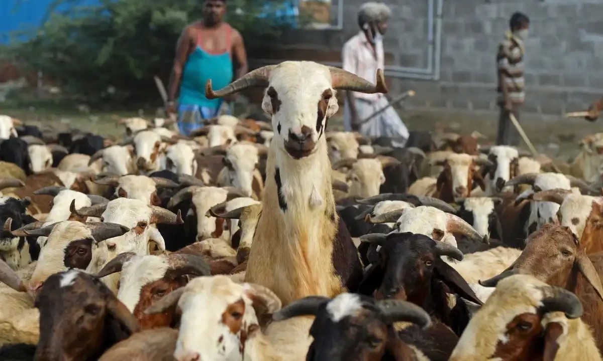 پاکستان میں عید الاضحی کی ممکنہ تاریخ