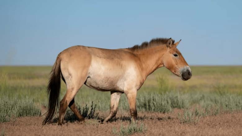 بڑے منہ والے جنگلی گھوڑے 200 سال بعد دوبارہ منظر پر آگئے