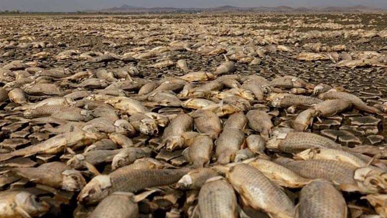 میکسیکو کی جھیل میں خشک سالی سے ہزاروں مچھلیاں مر گئیں
