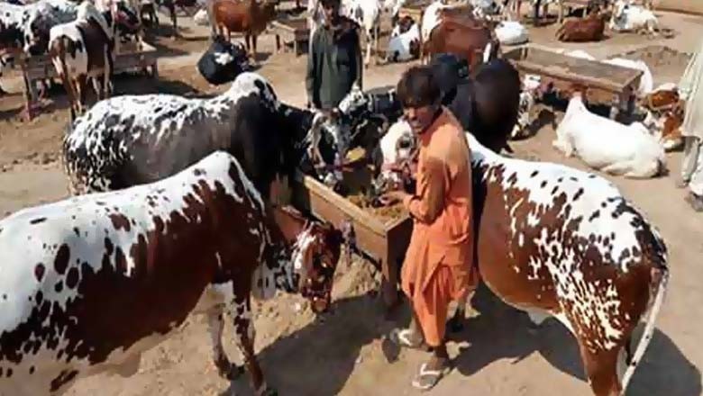 2 کروڑ کے مویشی چھین کر فرار ہونے والے 6 ڈاکو گرفتار