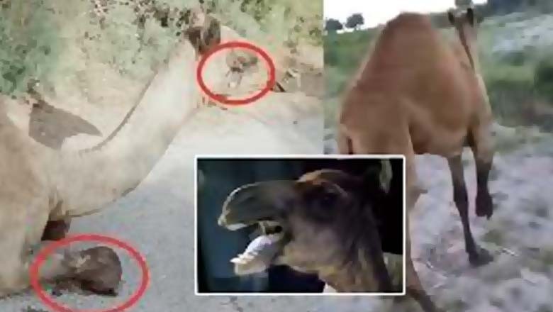 سانگھڑ میں متاثرہ اونٹ کو کراچی منتقل کردیا گیا