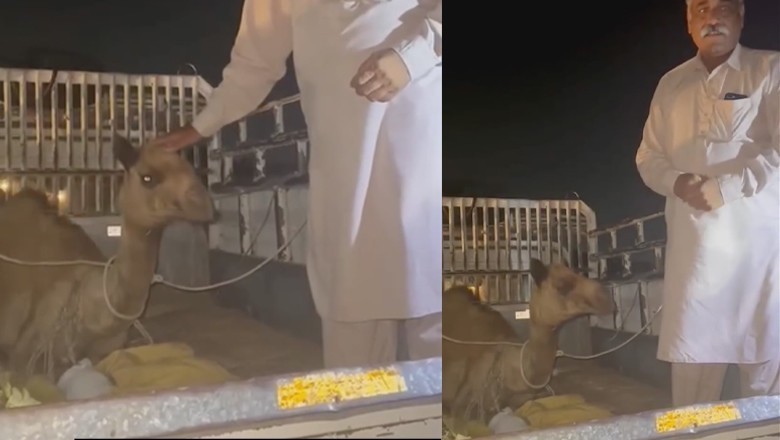 سانگھڑ میں وڈیرے کی بربریت کا شکار اونٹ علاج کیلیے کراچی منتقل