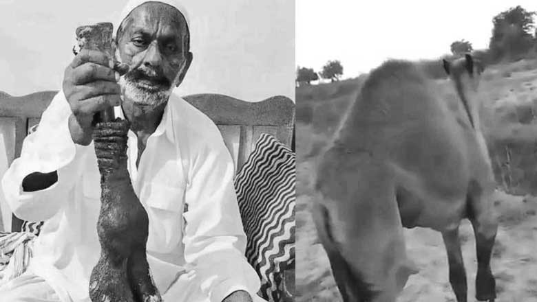 اونٹنی پر ظلم کرنے والے وڈیرے کیخلاف تاحال کارروائی نہ ہونے کا انکشاف