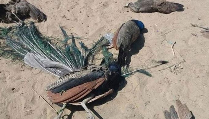 سندھ میں شدید گرمی سے متعدد مور ہلاک