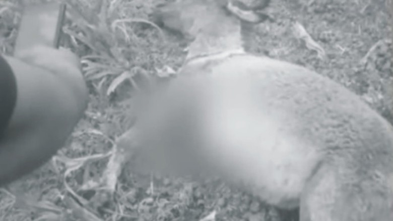 راولپنڈی میں شہریوں کے تشدد سے حاملہ گدھی قتل