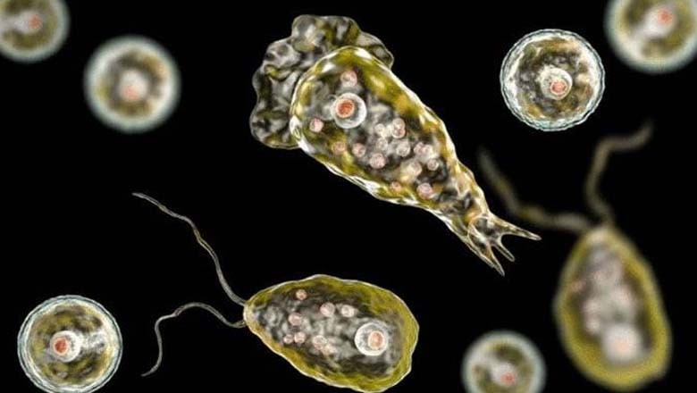 شہر قائد میں رواں سال نیگلیریا سے پہلی ہلاکت کی تصدیق