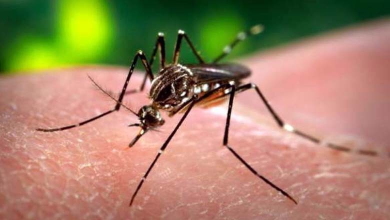 حالیہ بارشوں کے بعد سندھ بھر میں ڈینگی کیسز میں اضافہ