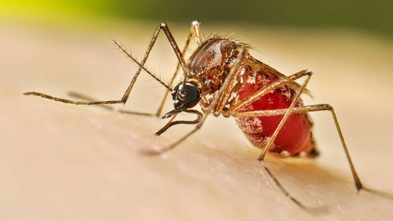 سندھ میں حالیہ بارشوں کے بعد ڈینگی پھیلنے لگا