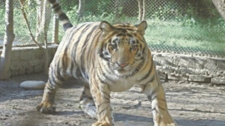 کراچی چڑیا گھر کی آخری شیرنی بھی مر گئی