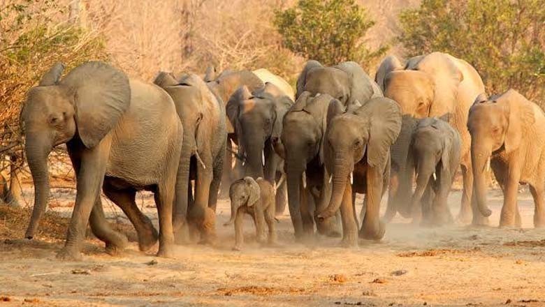 زمبابوے میں 200 ہاتھیوں کو ذبح کرنے کا فیصلہ