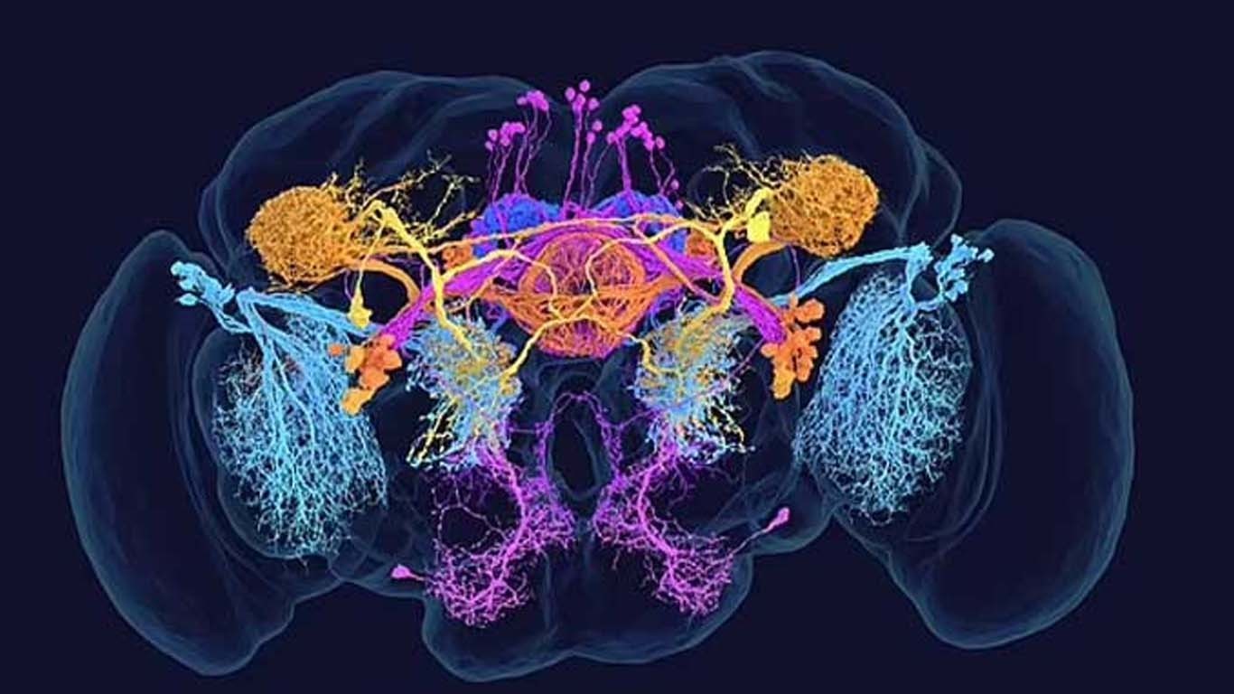 سائنسدانوں نے دماغ کا پہلا انتہائی مفصل نقشہ تیار کرلیا