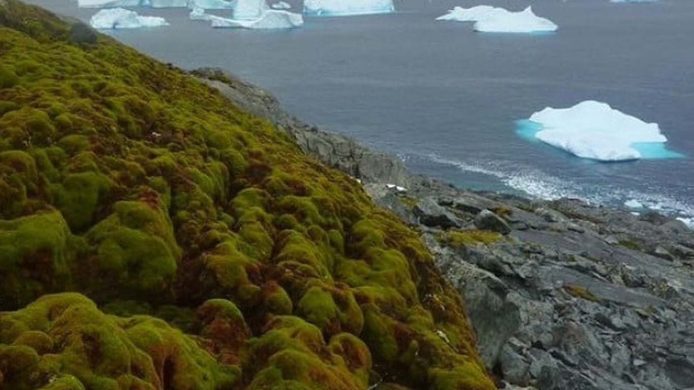 موسیاتی تبدیلیاں، برف سے ڈھکا دنیا کا سرد ترین خطہ سرسبز ہونے لگا