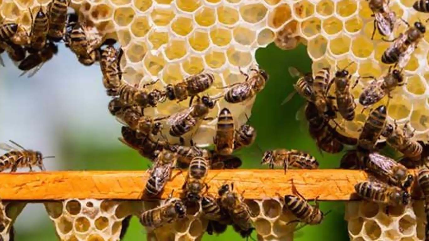 چھتے سے شہد نکالنے پر ظالم وڈیرے نے بچے کی ٹانگ توڑ دی